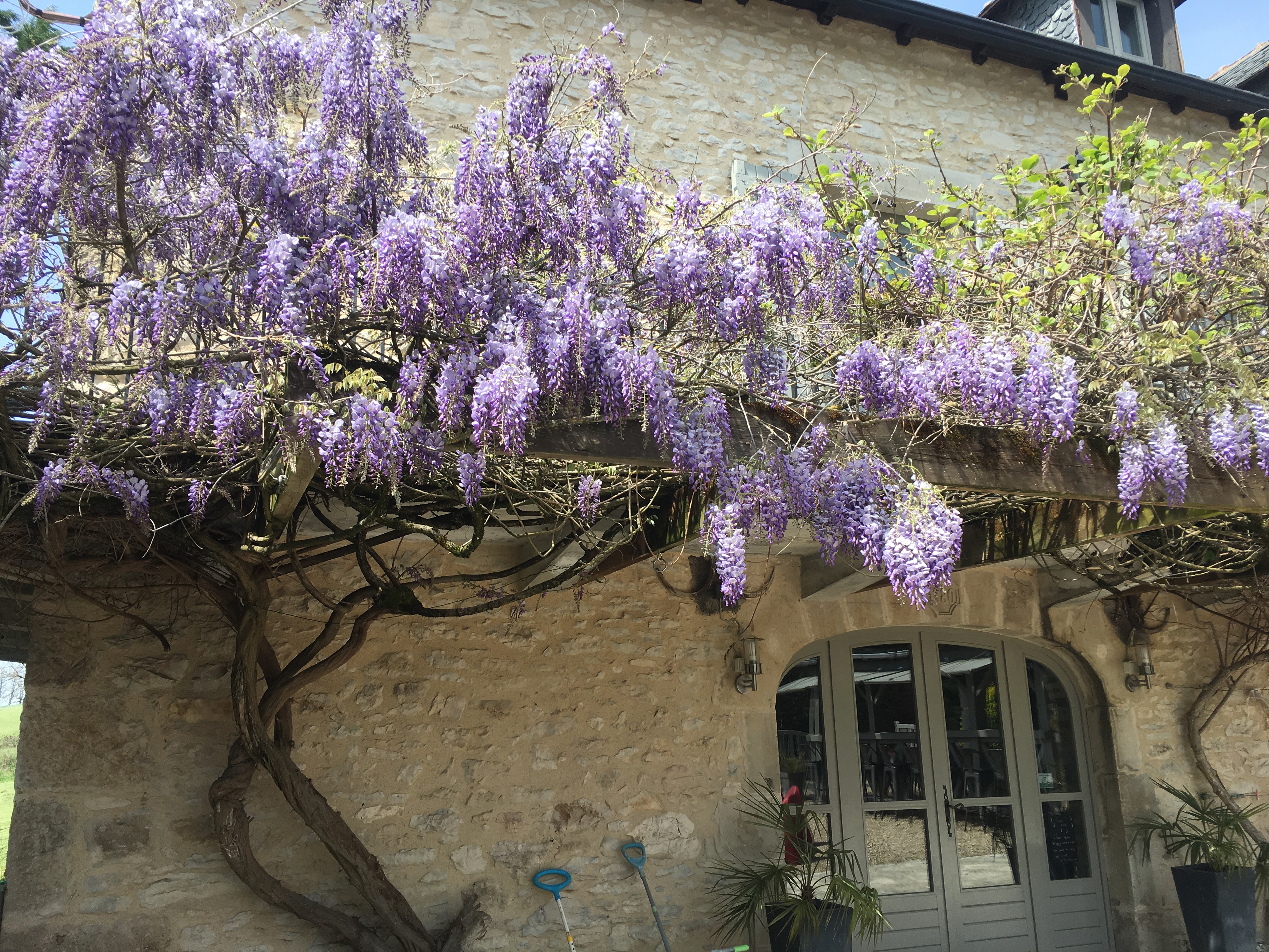 Glycine Terrasse